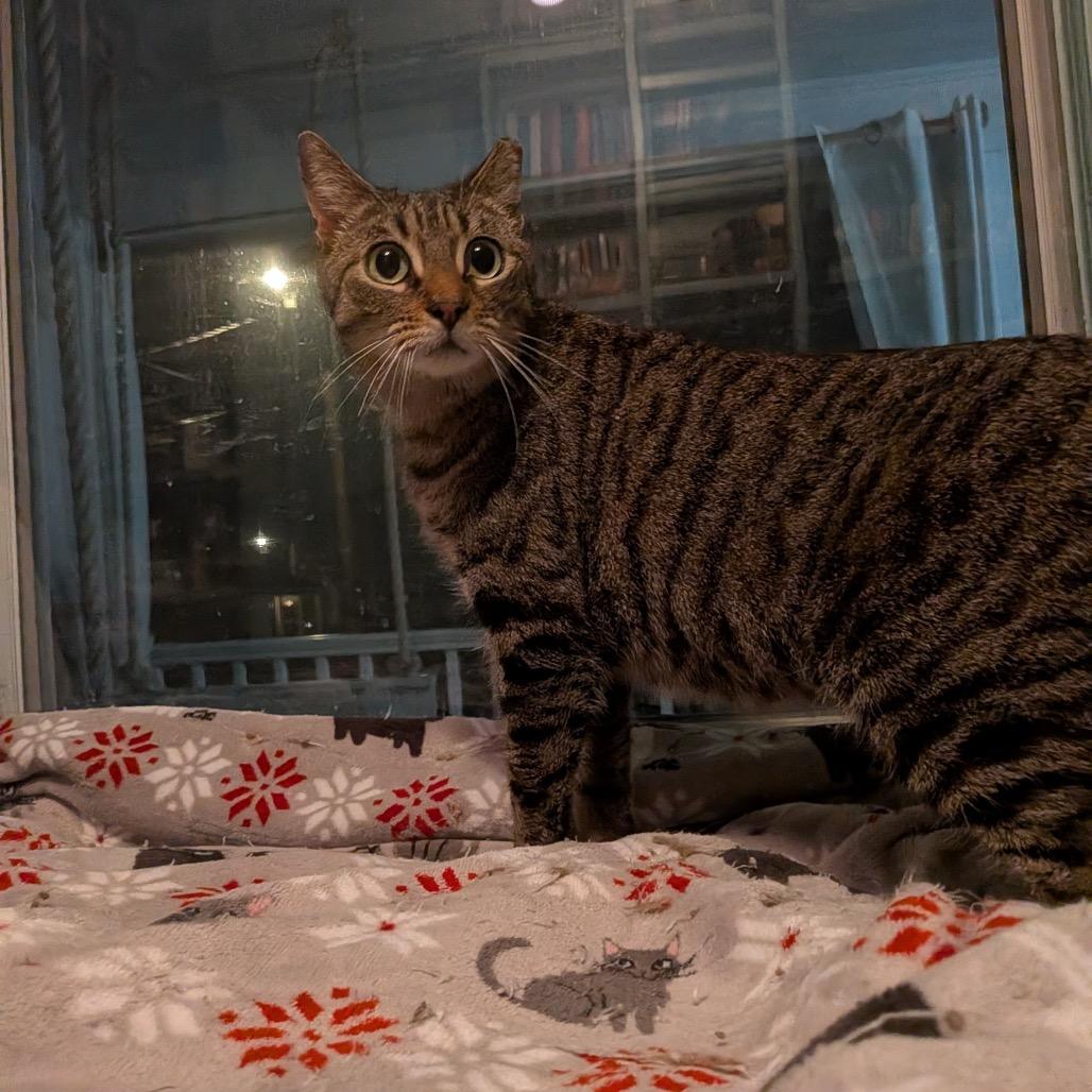 Markie (DC), a Adoptable Domestic Short Hair in Washington, DC image 5/6