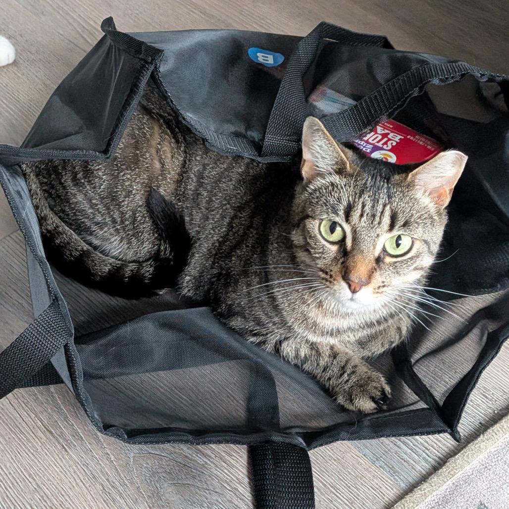 Farmers "Markie" Market, a Adoptable Domestic Short Hair in Washington, DC image 2/5