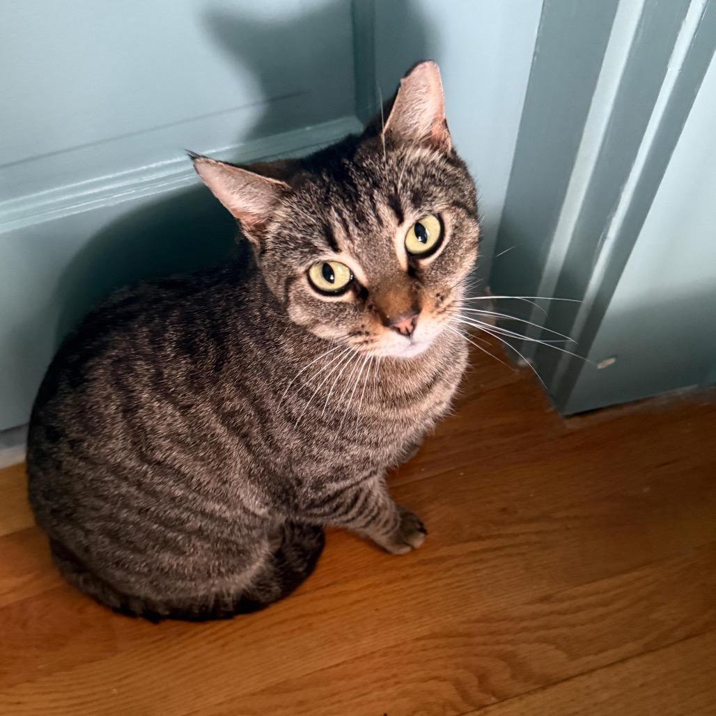 Markie (DC), a Adoptable Domestic Short Hair in Washington, DC image 2/6