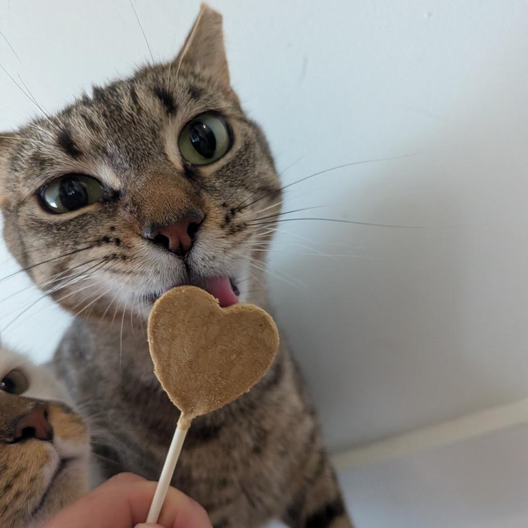 Farmers "Markie" Market, a Adoptable Domestic Short Hair in Washington, DC image 3/5