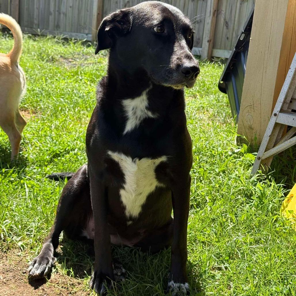 Milan, Adoptable, Adult Female Shepherd & Mixed Breed.