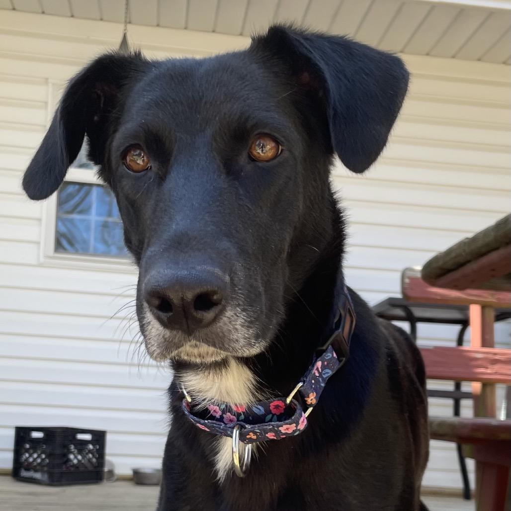 Milan, a Adoptable mixed breed in Jarrettsville, MD image 2/6