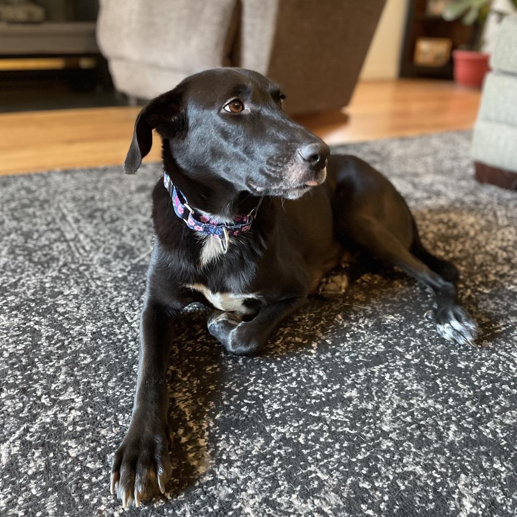 Milan, a Adoptable mixed breed in Jarrettsville, MD image 4/6