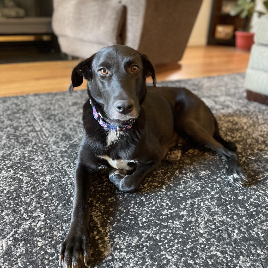 Milan, a Adoptable mixed breed in Jarrettsville, MD image 5/6