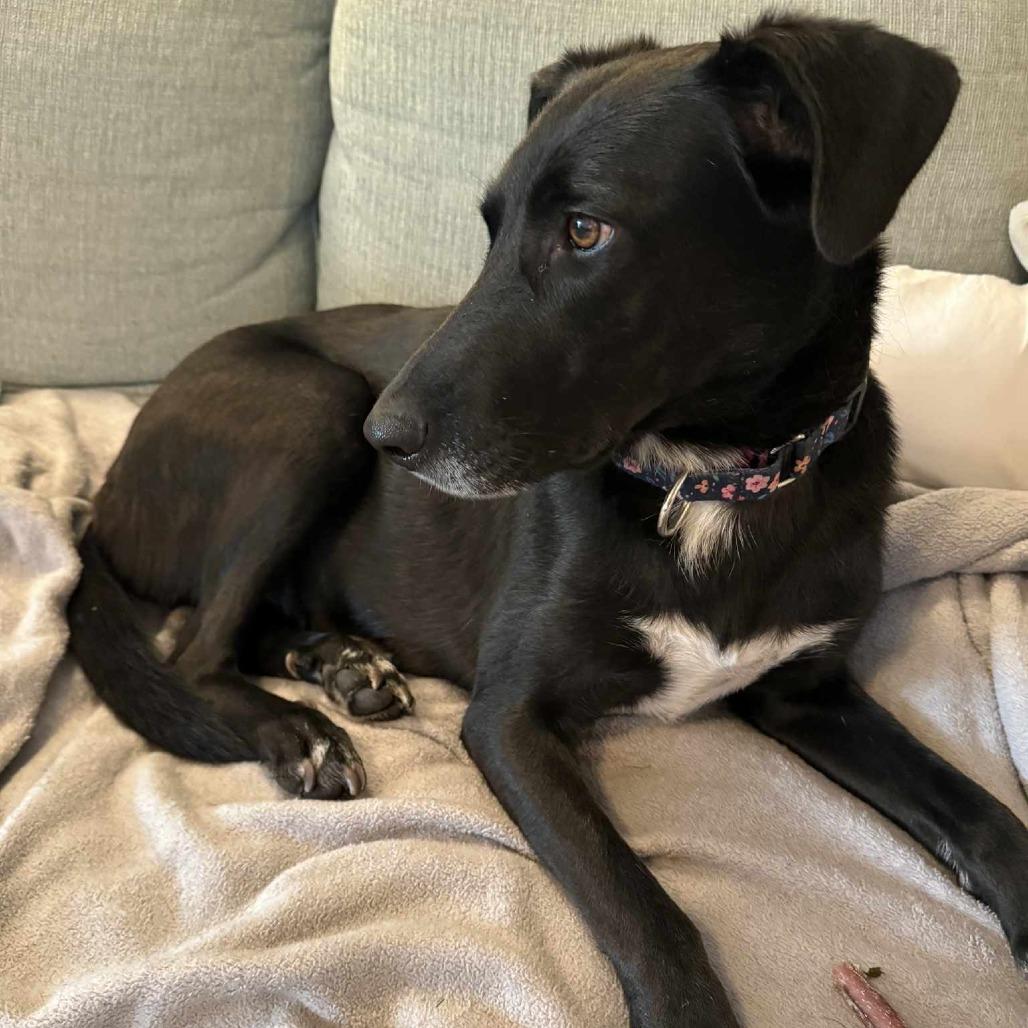 Enlarge Milan, a Adoptable mixed breed in Jarrettsville, MD image 5/6