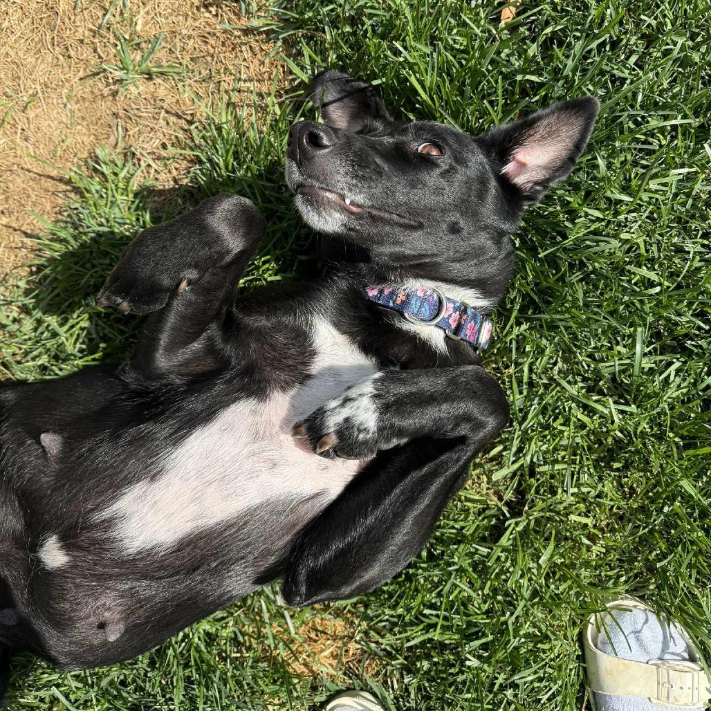Milan, a Adoptable mixed breed in Jarrettsville, MD image 6/6