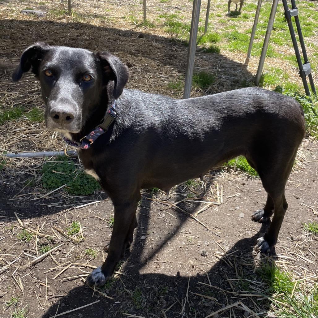 Milan, a Adoptable mixed breed in Jarrettsville, MD image 6/6
