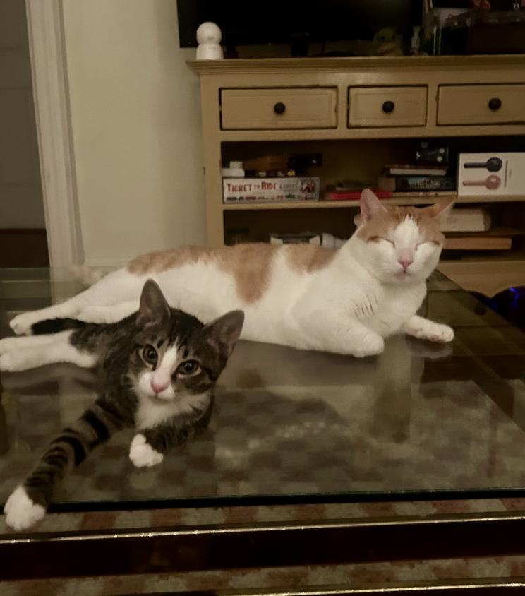 Tony and Ferris, a Adoptable Domestic Short Hair in Brooklyn, NY image 1/3