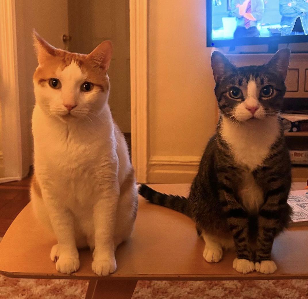 Tony and Ferris, a Adoptable Domestic Short Hair in Brooklyn, NY image 2/3
