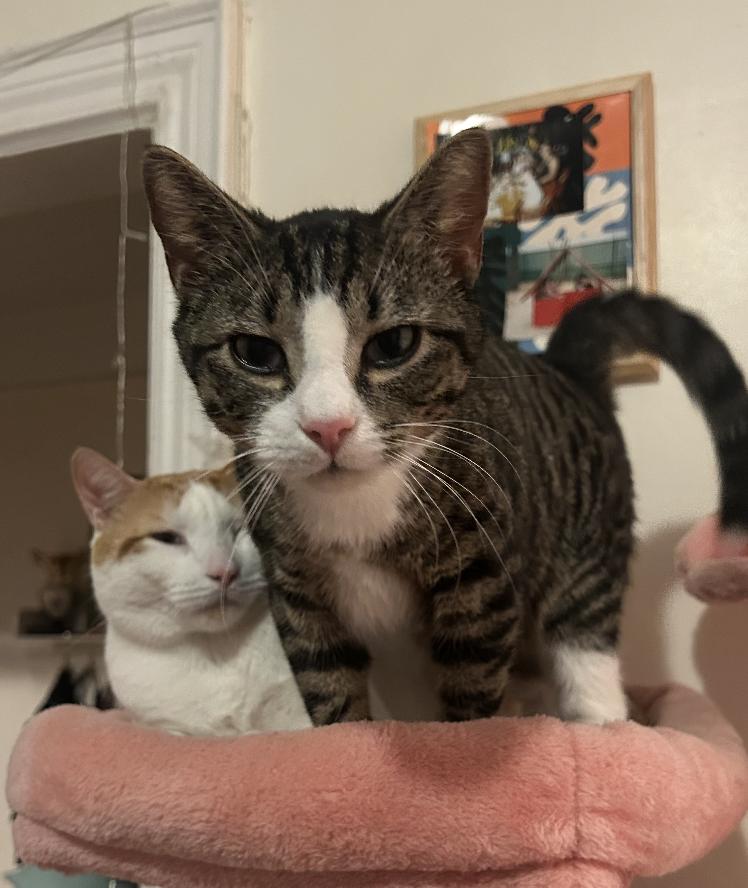Tony and Ferris, a Adoptable Domestic Short Hair in Brooklyn, NY image 3/3
