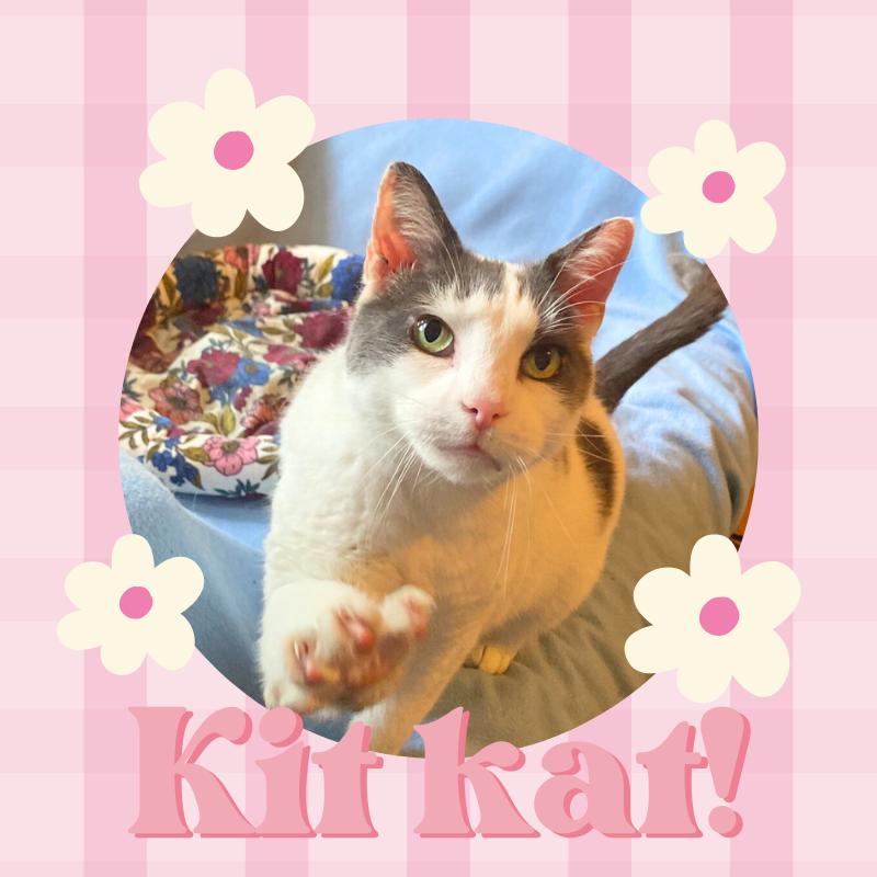 KitKat- I need a foster too!