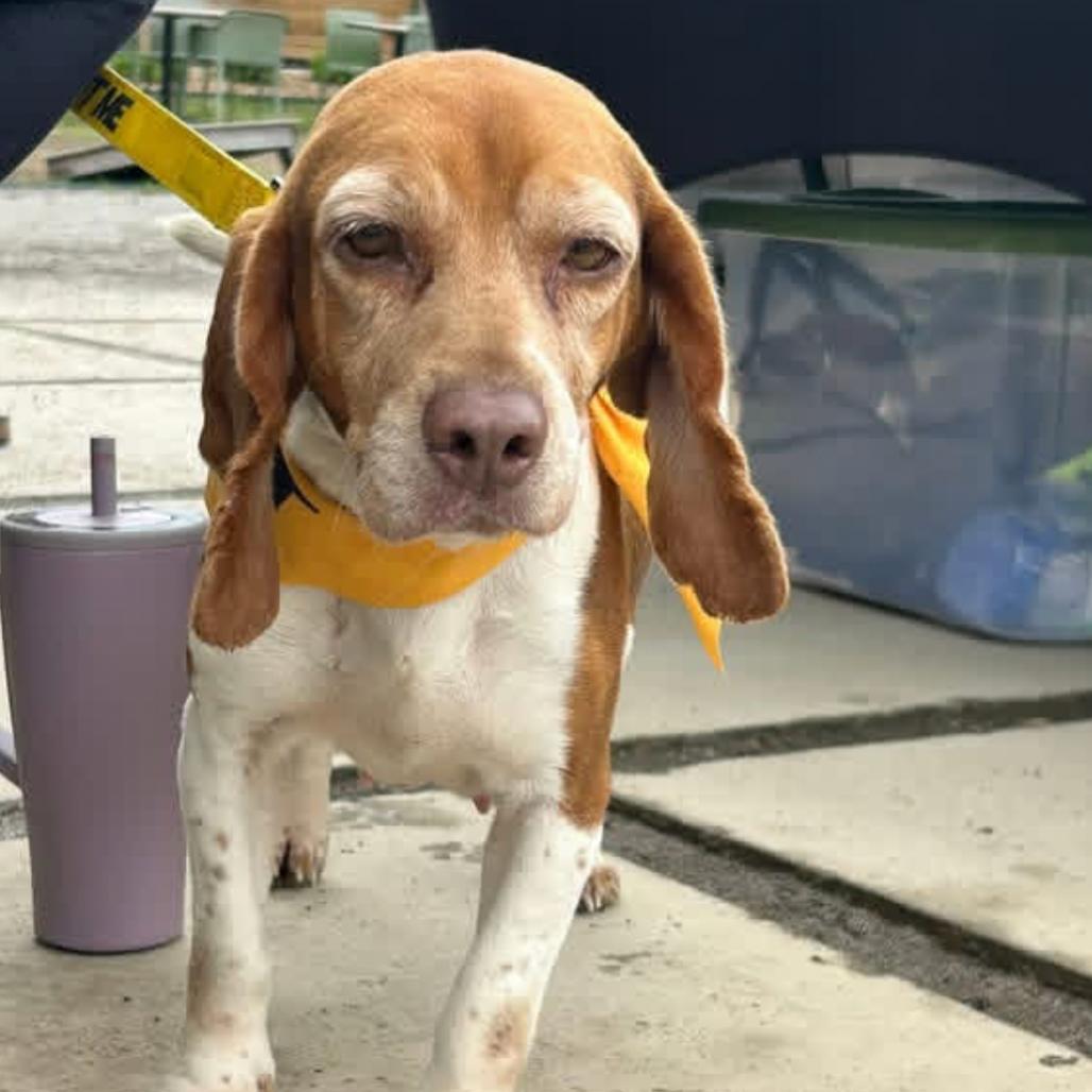 Penny, a Adoptable Beagle in Little Rock, AR image 1/6