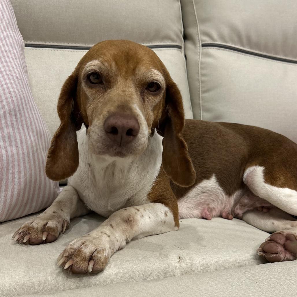 Penny, a Adoptable Beagle in Little Rock, AR image 2/6
