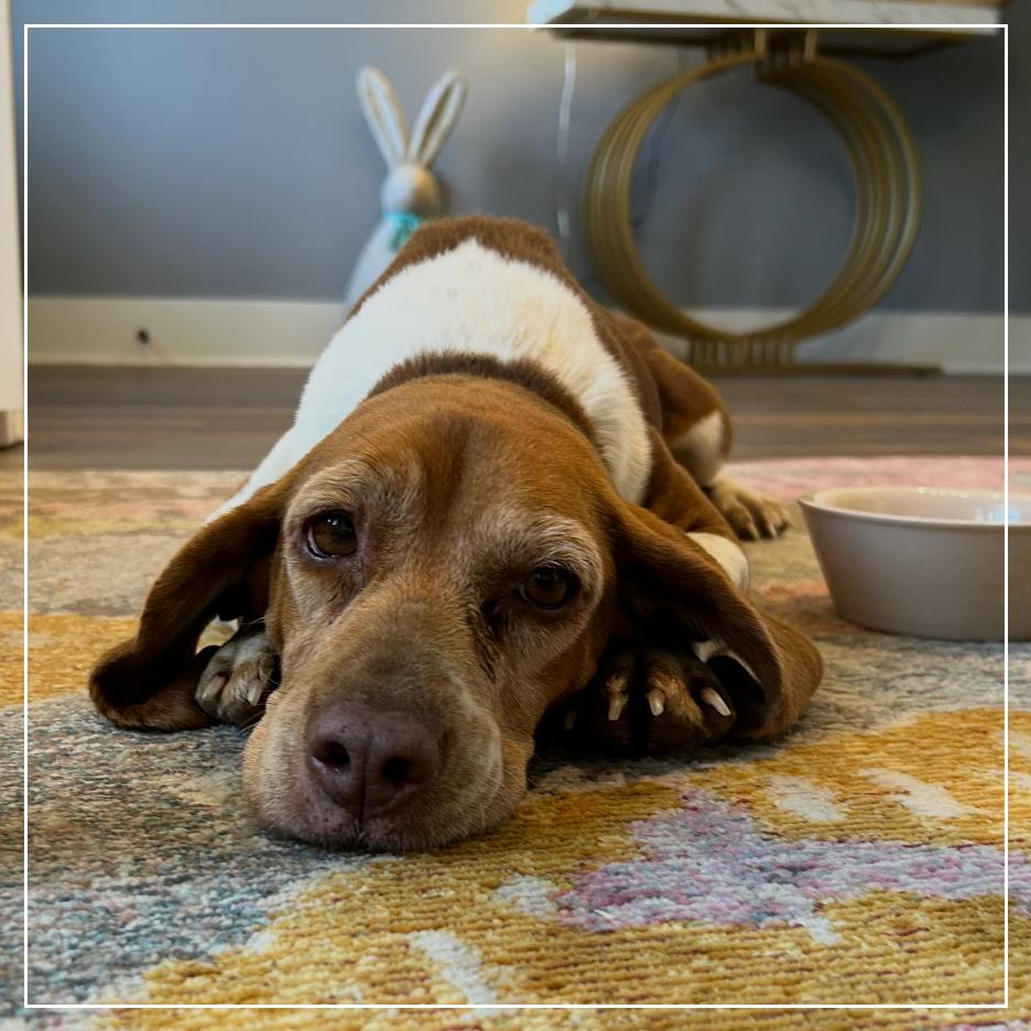 Penny, a Adoptable Beagle in Little Rock, AR image 3/6