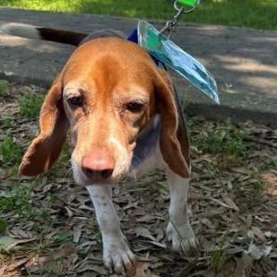Penny, a Adoptable Beagle in Little Rock, AR image 4/6