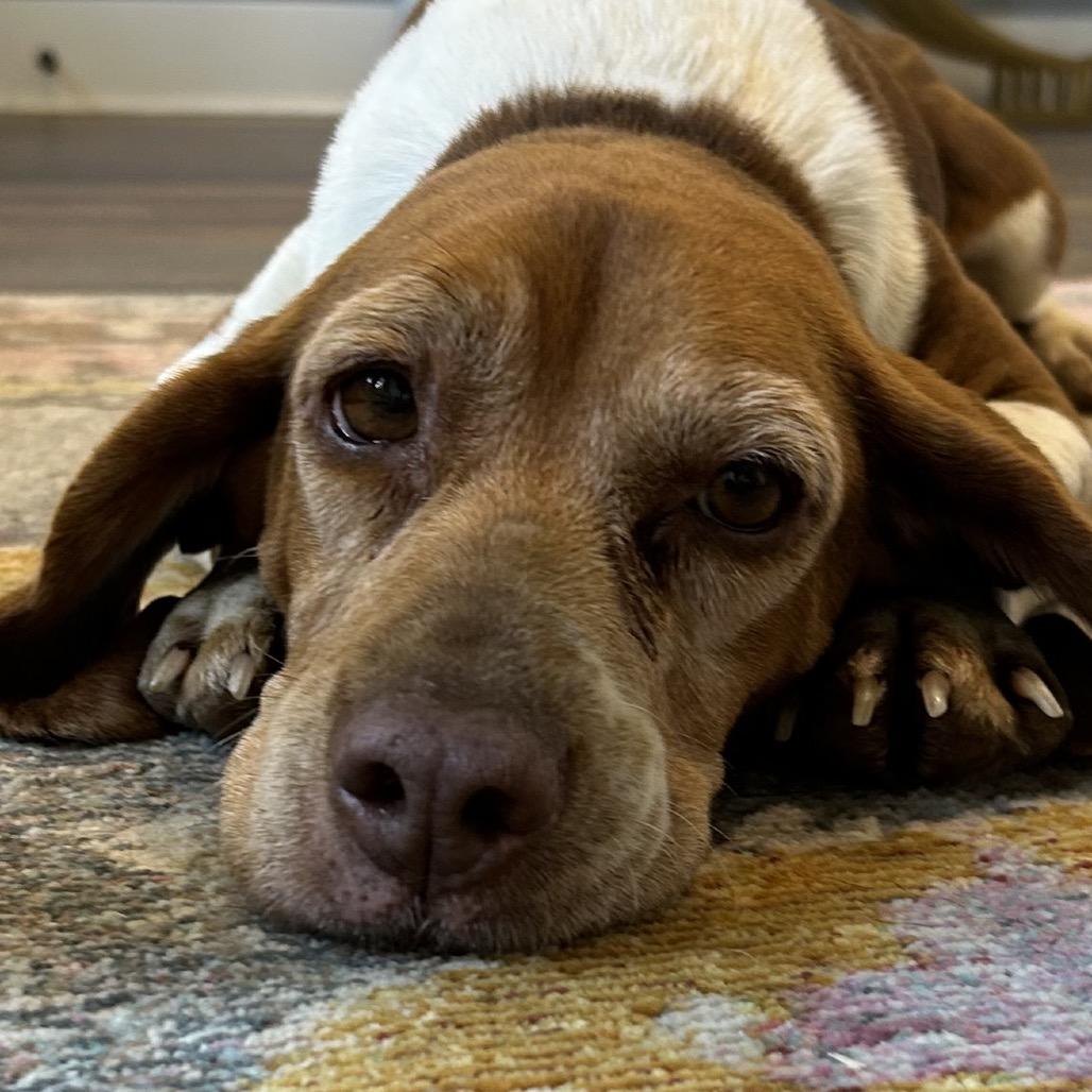 Penny, a Adoptable Beagle in Little Rock, AR image 5/6