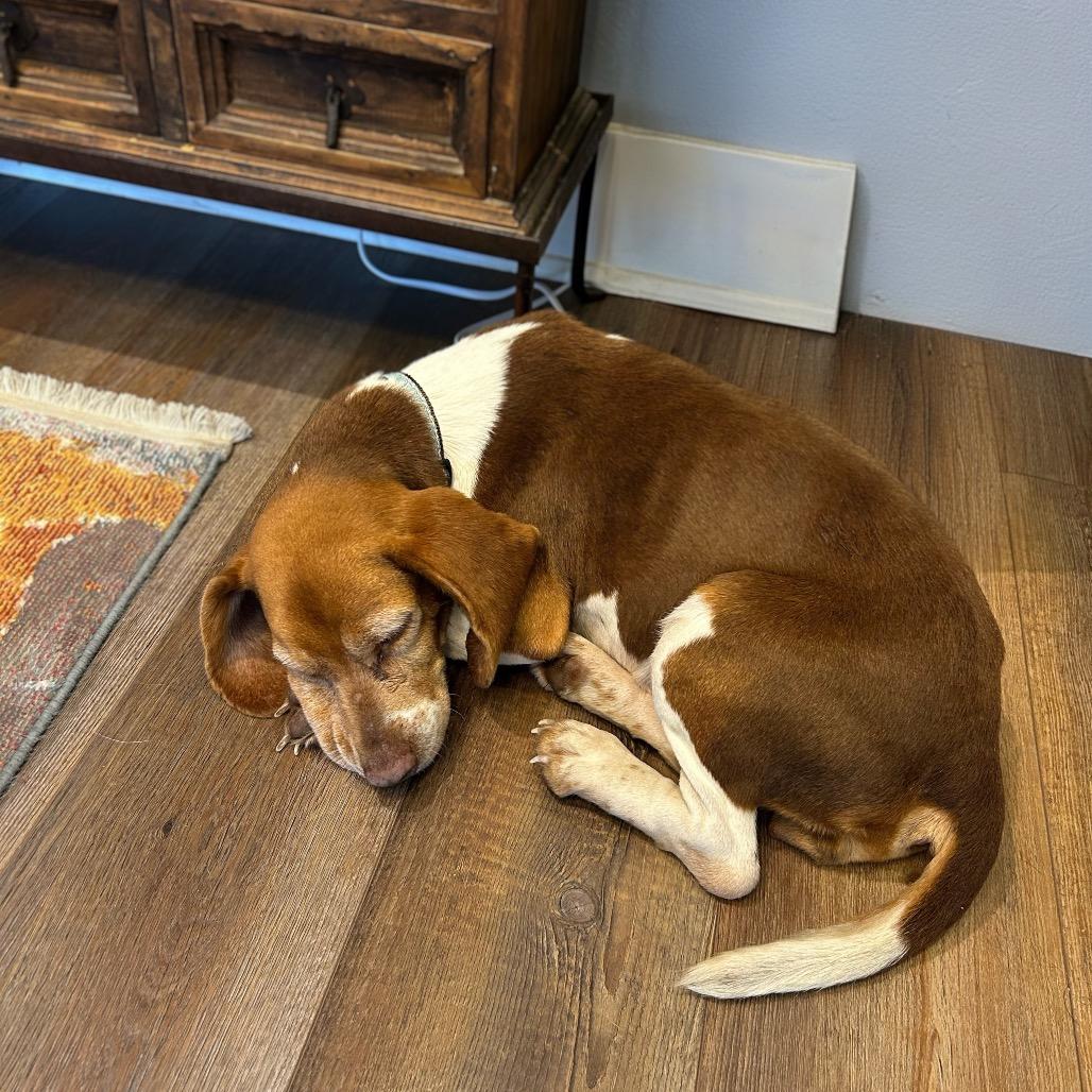 Penny, a Adoptable Beagle in Little Rock, AR image 6/6
