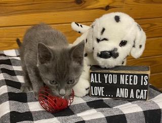 Enlarge Groot! Has not met a stranger yet! Energetic, sweet boy., an adopted Domestic Short Hair in Southern Pines, NC image 2/4