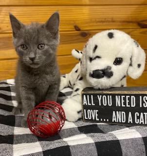 Enlarge Groot! Has not met a stranger yet! Energetic, sweet boy., an adopted Domestic Short Hair in Southern Pines, NC image 3/4