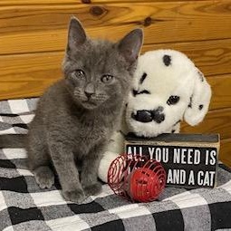 Enlarge Groot! Has not met a stranger yet! Energetic, sweet boy., an adopted Domestic Short Hair in Southern Pines, NC image 1/4