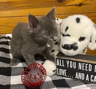 Enlarge Groot! Has not met a stranger yet! Energetic, sweet boy., an adopted Domestic Short Hair in Southern Pines, NC image 4/4