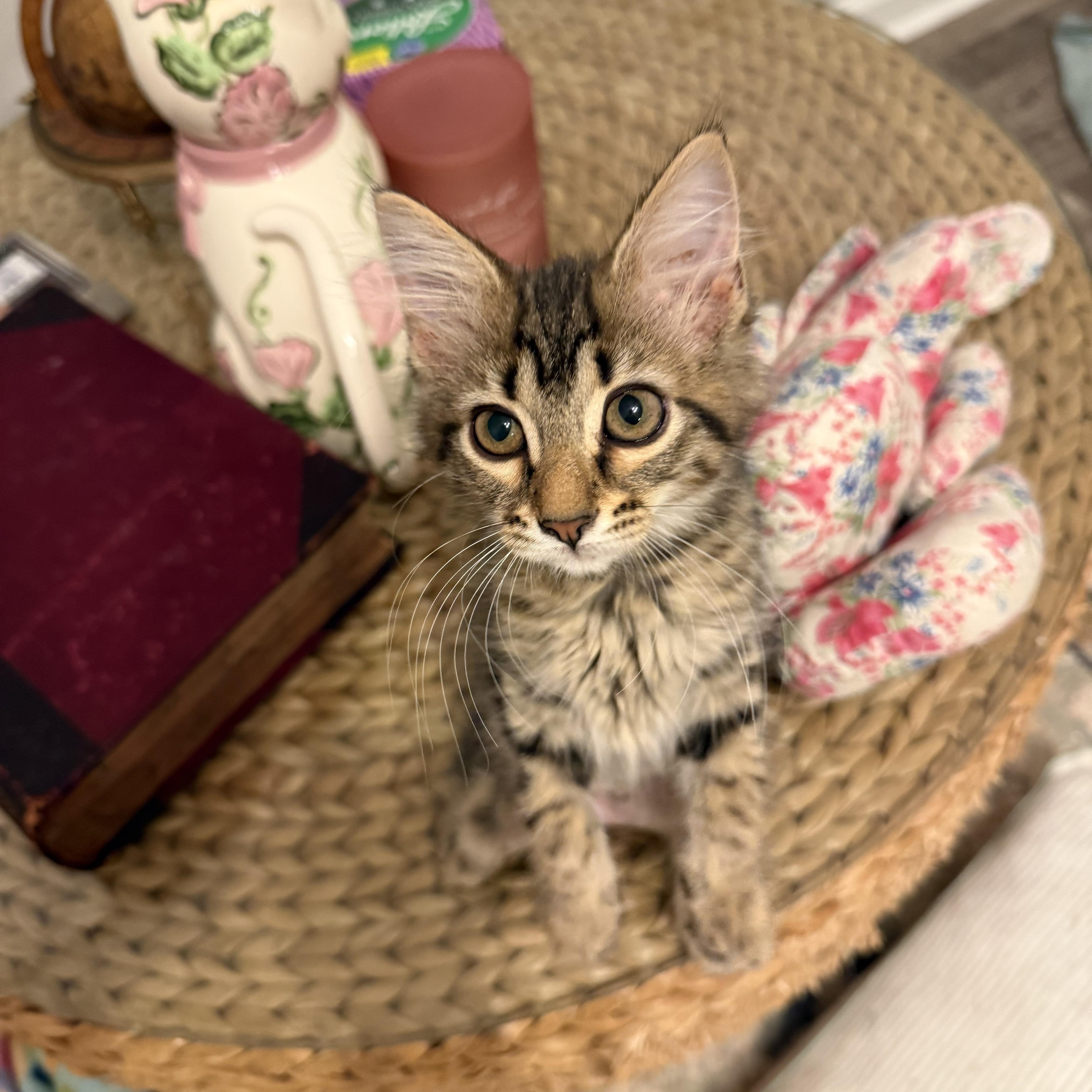 Enlarge Buttercup, a Adoptable Domestic Long Hair in Woodstock, GA image 1/1