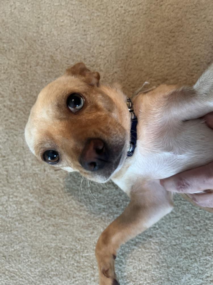 Enlarge Sandy, a Adoptable mixed breed in Willingboro, NJ image 1/6
