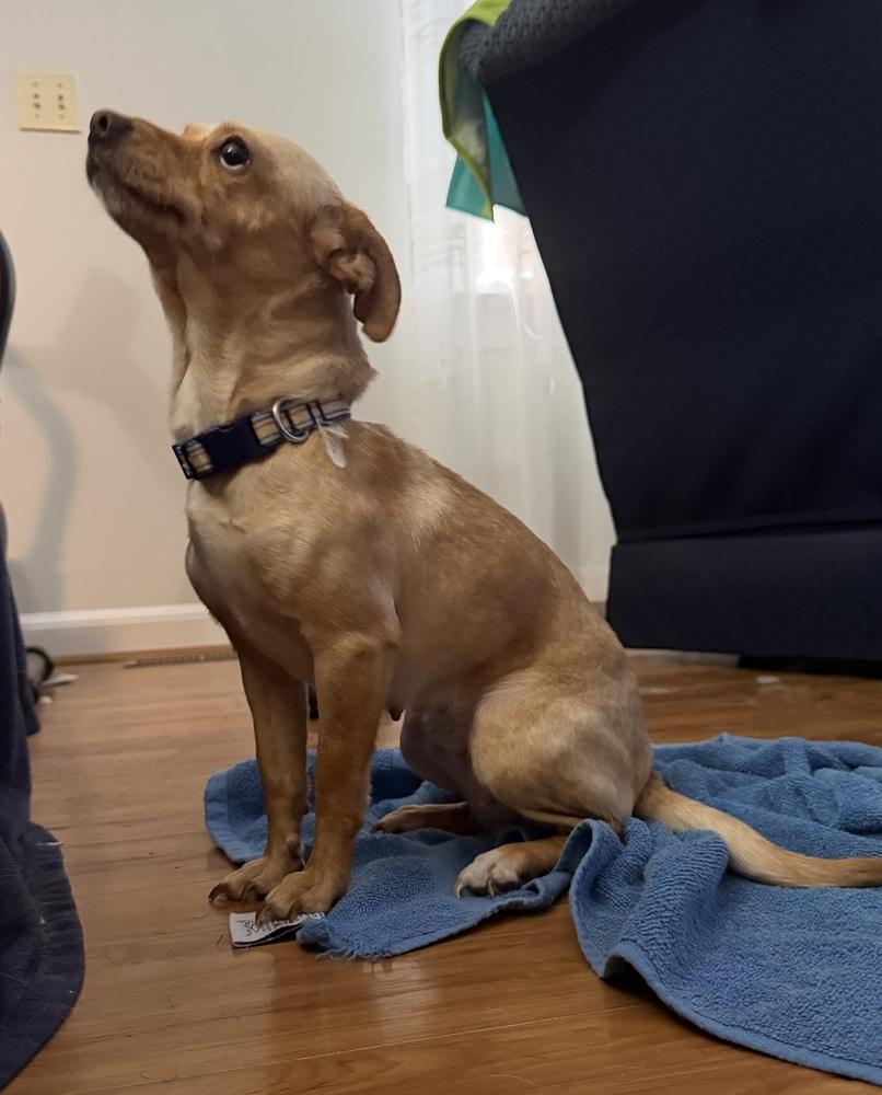 Enlarge Sandy, a Adoptable mixed breed in Willingboro, NJ image 2/6