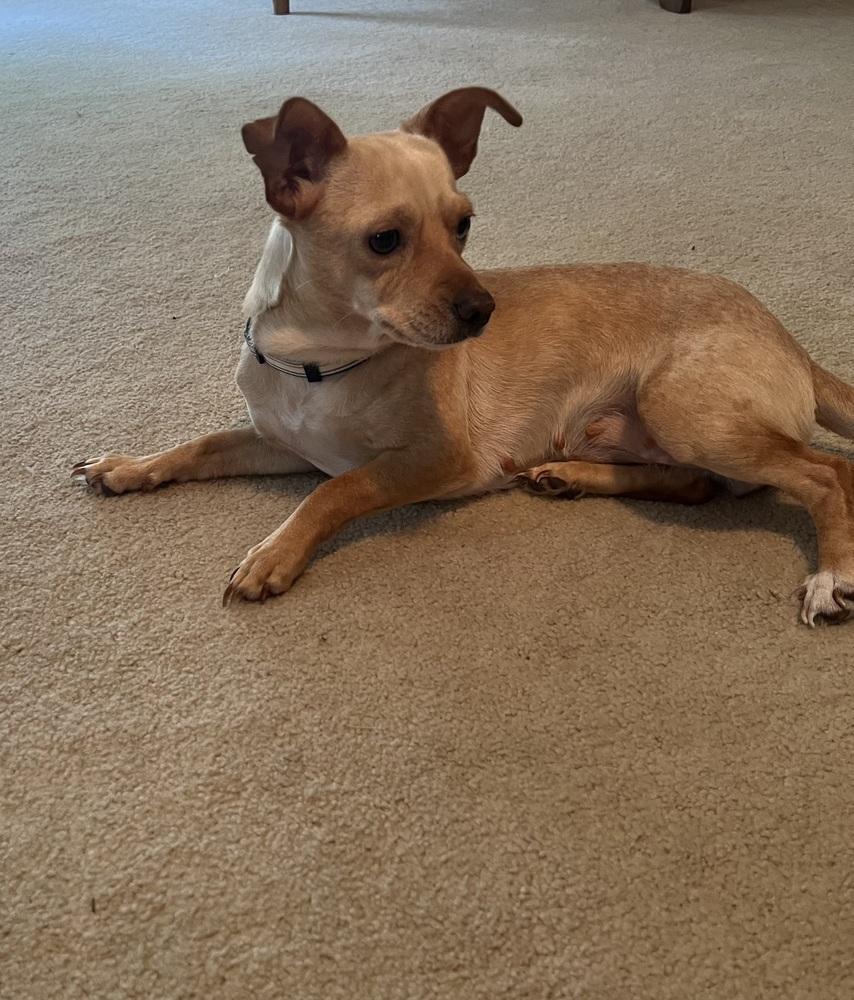 Enlarge Sandy, a Adoptable mixed breed in Willingboro, NJ image 3/6