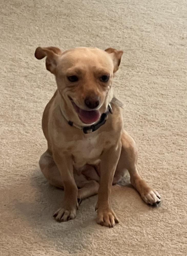 Enlarge Sandy, a Adoptable mixed breed in Willingboro, NJ image 4/6