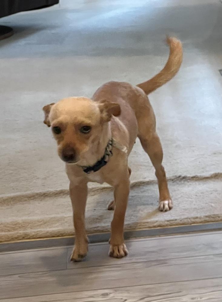 Enlarge Sandy, a Adoptable mixed breed in Willingboro, NJ image 5/6