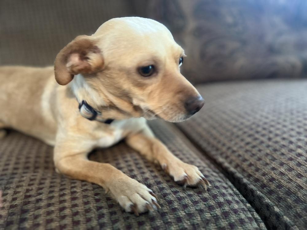 Enlarge Sandy, a Adoptable mixed breed in Willingboro, NJ image 6/6