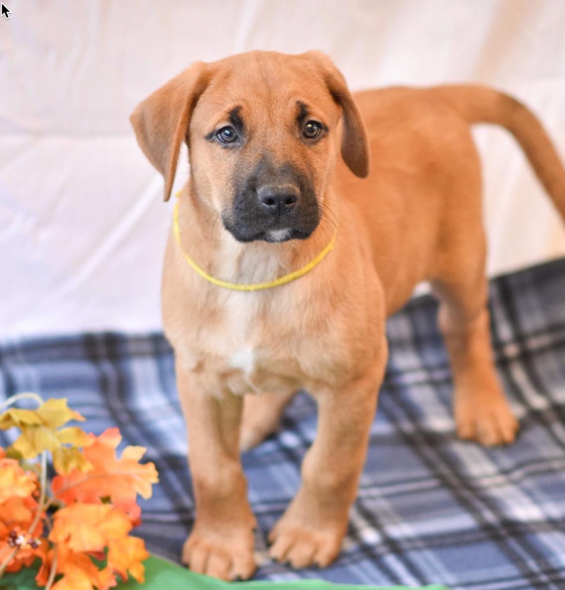 Enlarge Yellow, an adopted mixed breed in Medfield, MA image 1/2