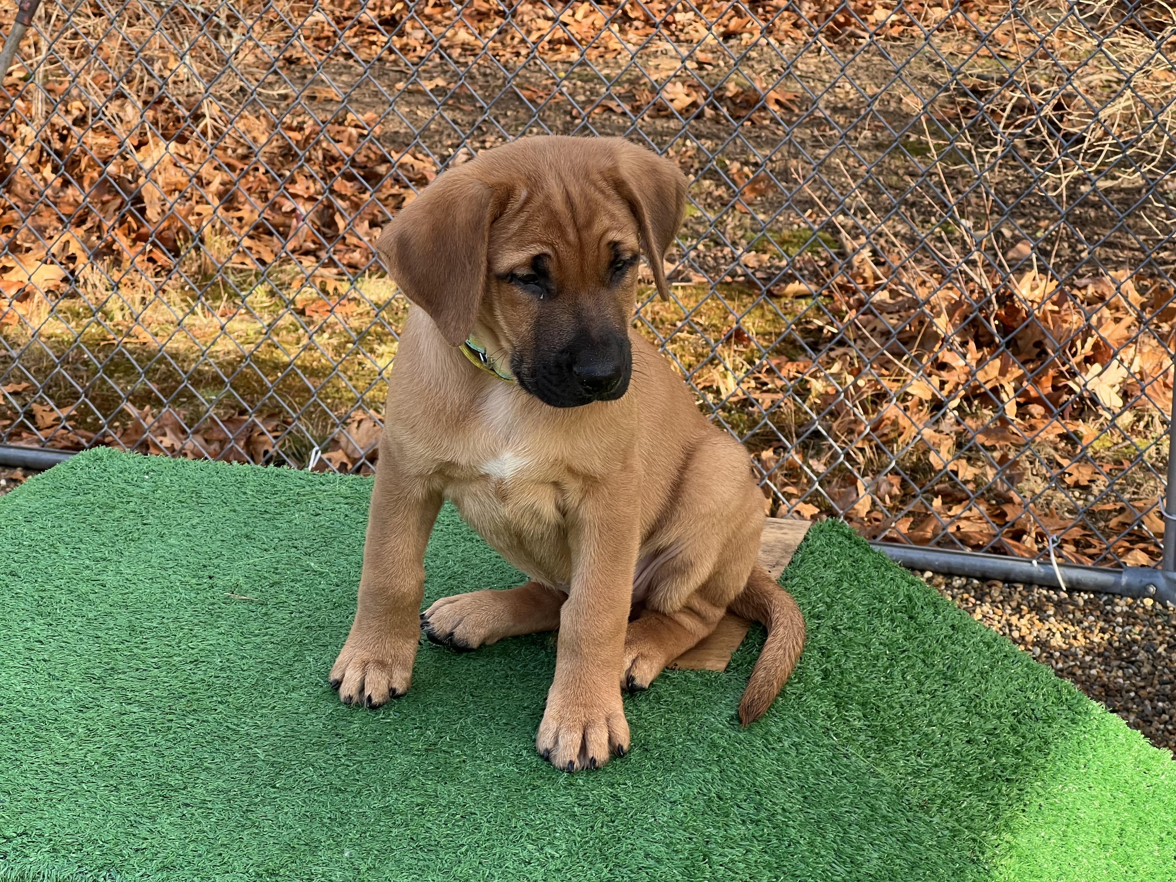 Enlarge Yellow, an adopted mixed breed in Medfield, MA image 2/2