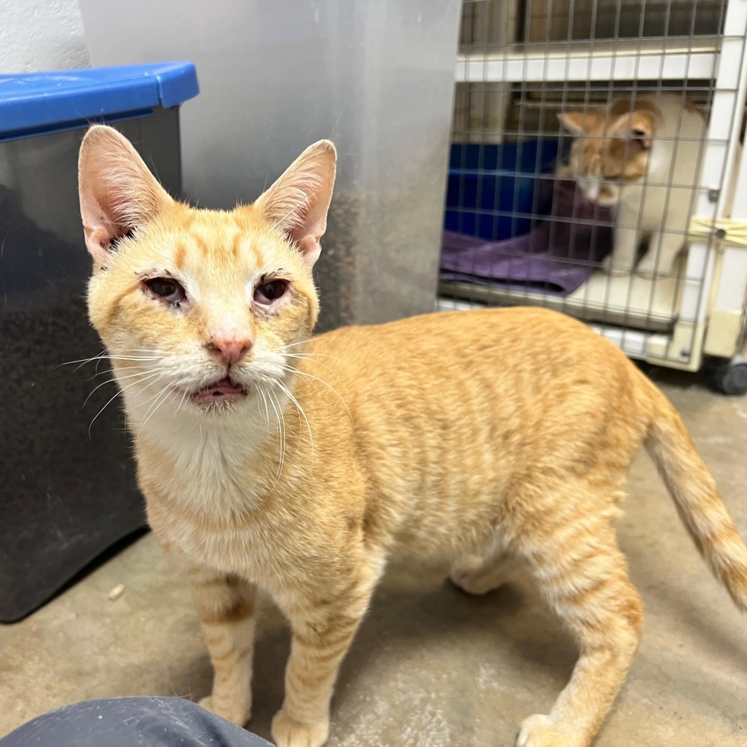 Enlarge Cinnamon, a ADOPTABLE Domestic Short Hair in Stanley, VA image 1/2