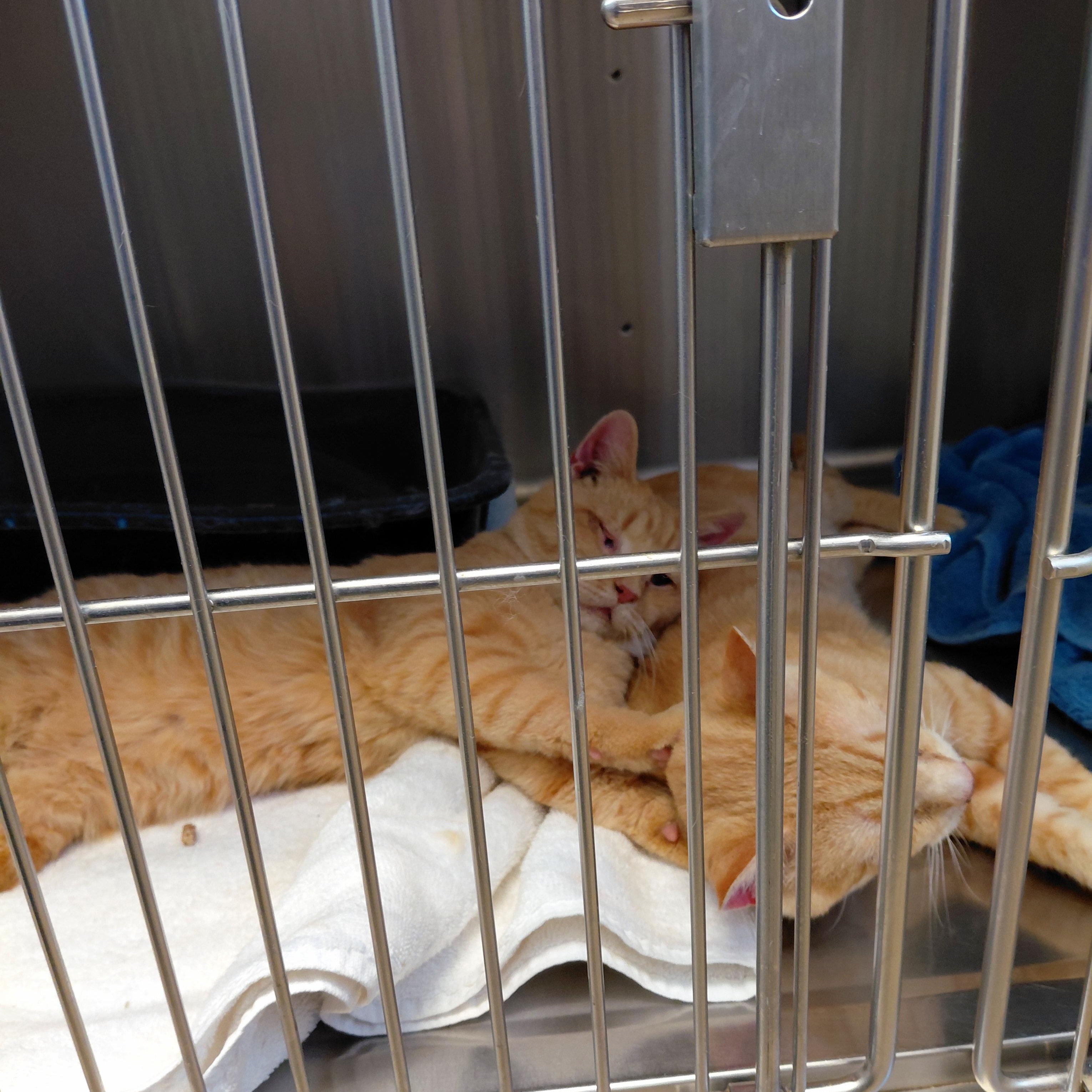 Enlarge Cinnamon, a ADOPTABLE Domestic Short Hair in Stanley, VA image 2/2