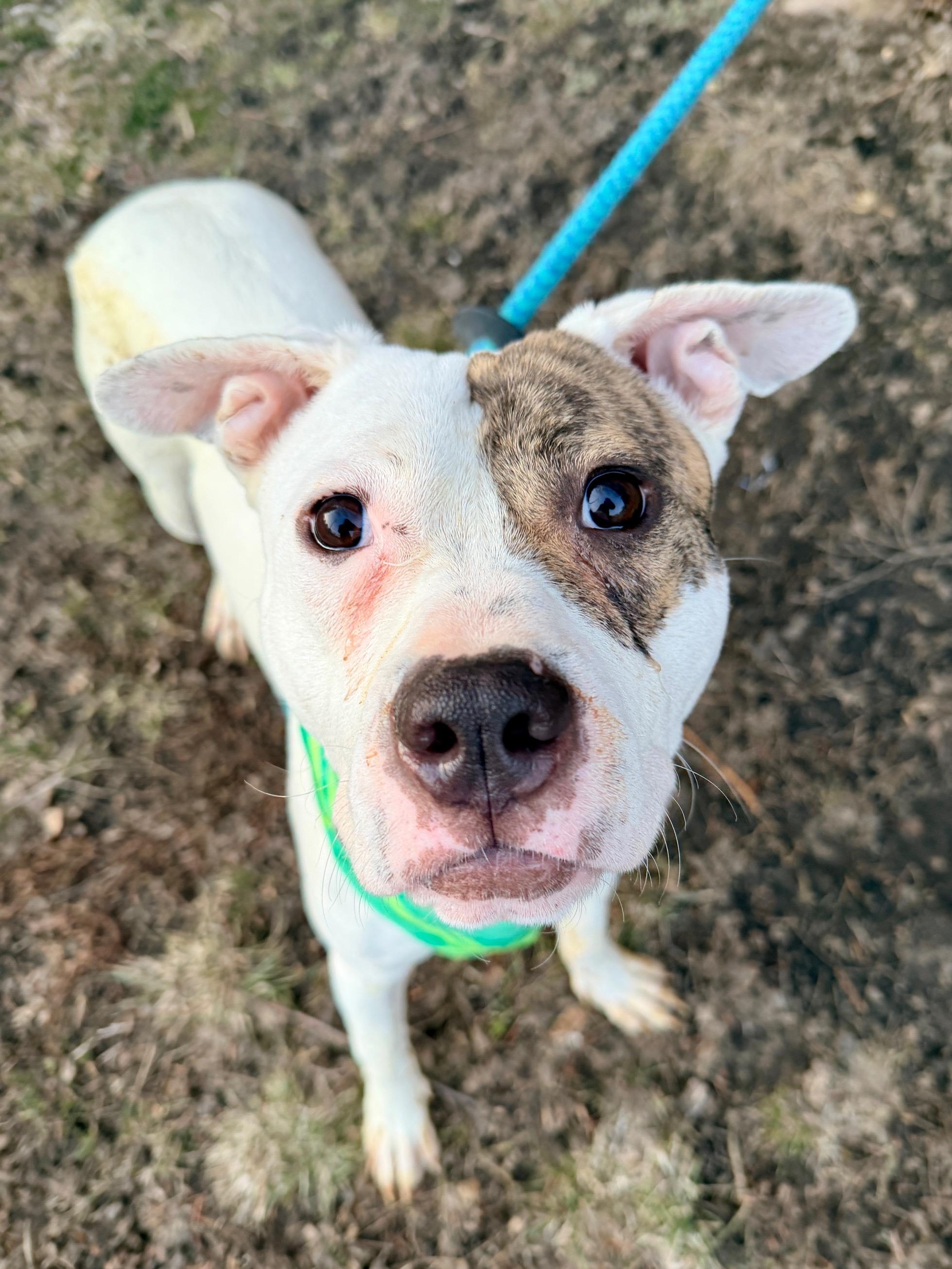 Enlarge Temple, an adopted Pit Bull Terrier in Buffalo, NY image 1/2