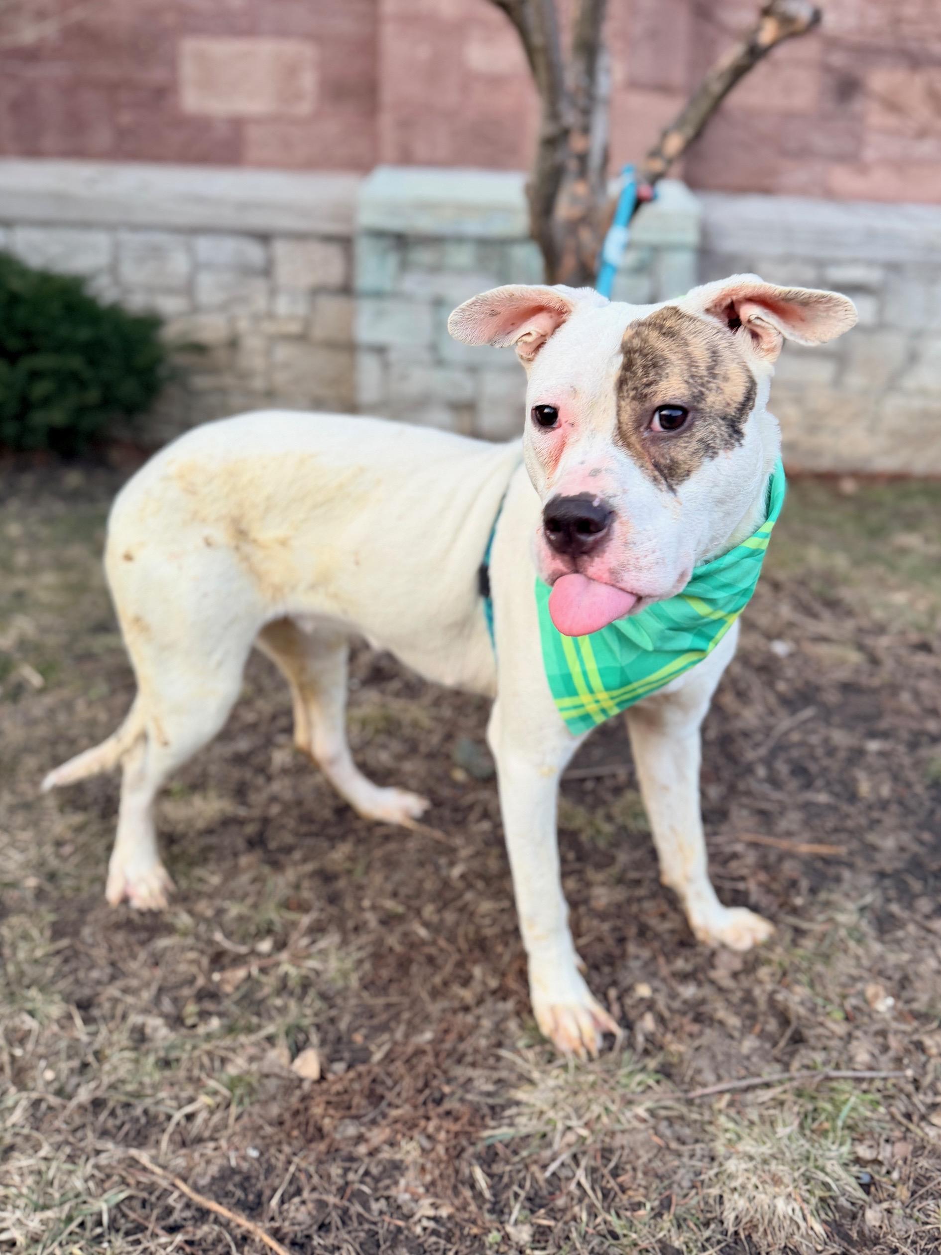 Enlarge Temple, an adopted Pit Bull Terrier in Buffalo, NY image 2/2
