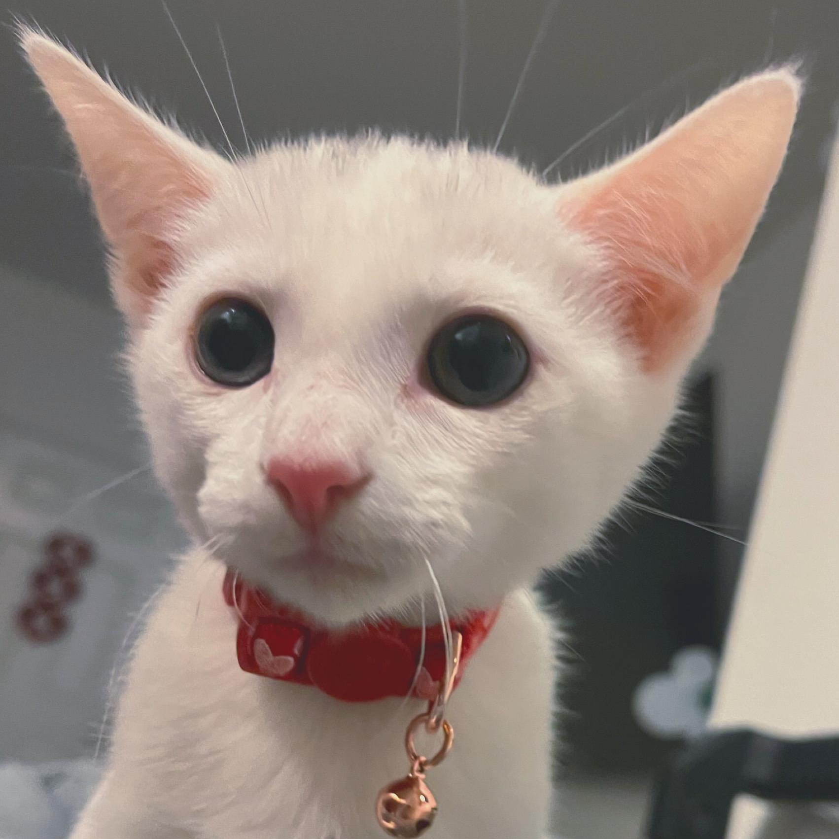 Wrangler — thumbnail 2