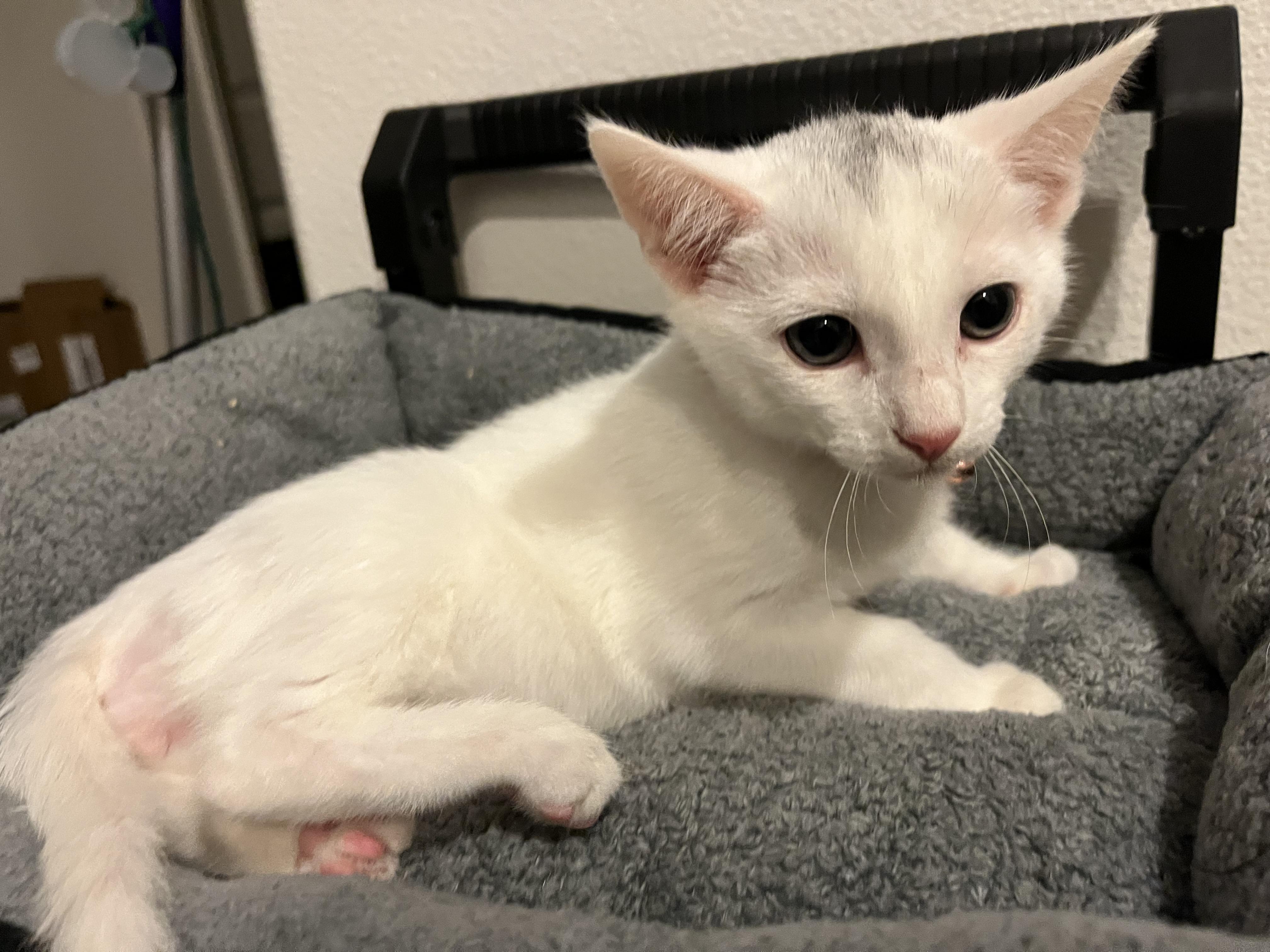 Wrangler — thumbnail 4