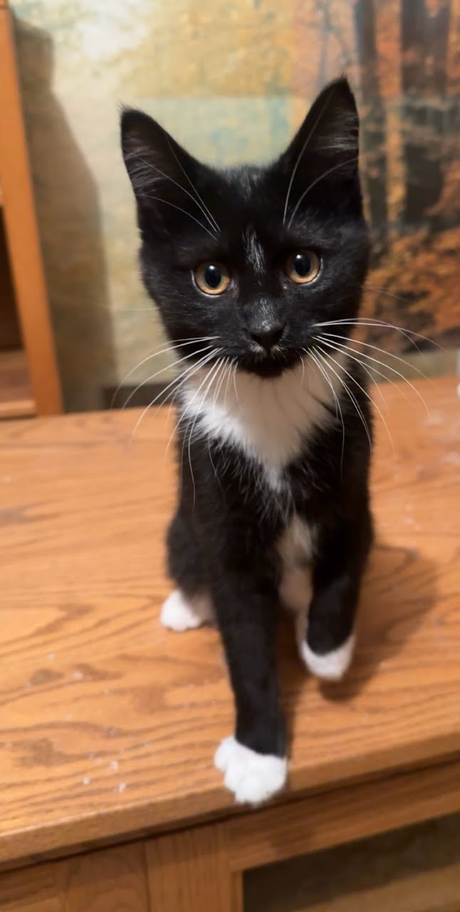 Cat for adoption Capri Sun, a Domestic Short Hair in West Lafayette