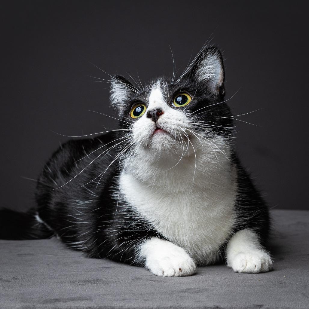 Enlarge Quincy, a Adoptable Domestic Short Hair in Columbia, MO image 1/2