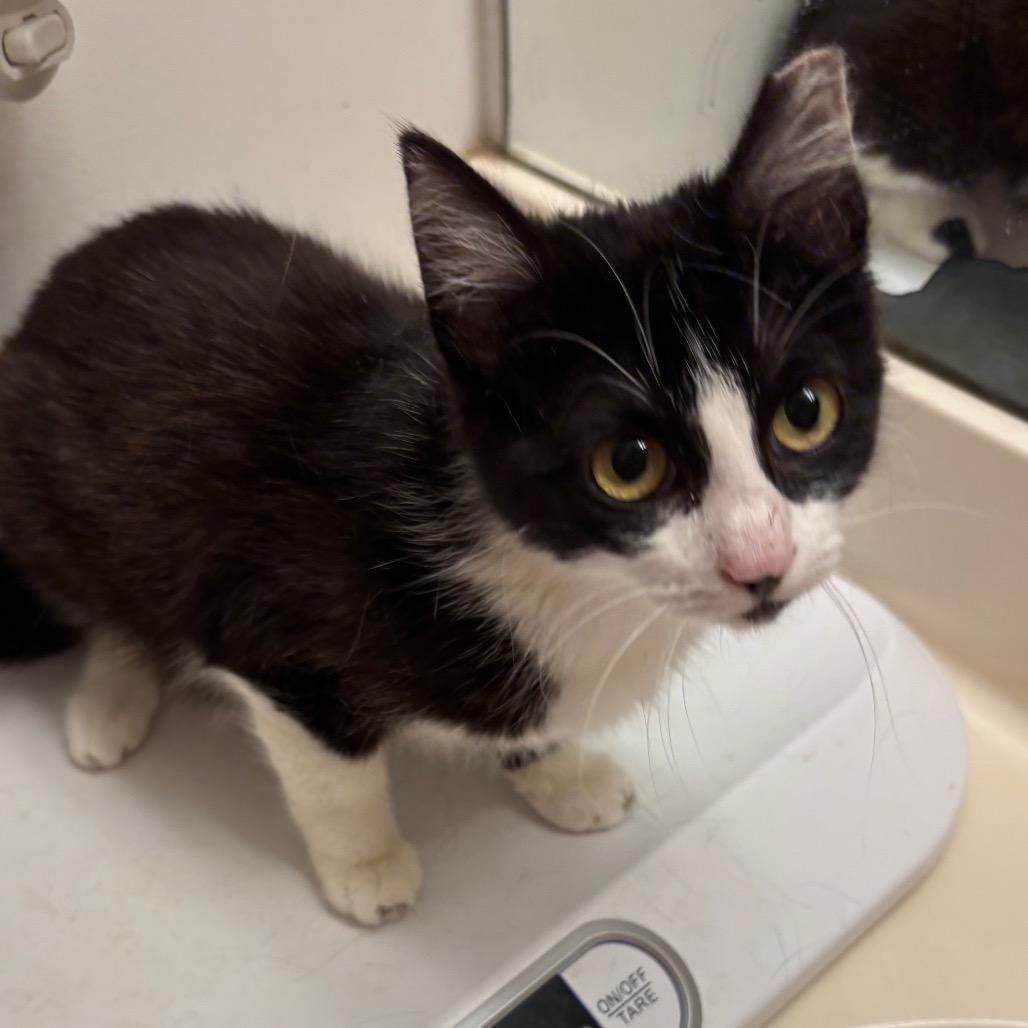 Enlarge Quincy, a Adoptable Domestic Short Hair image 1/1