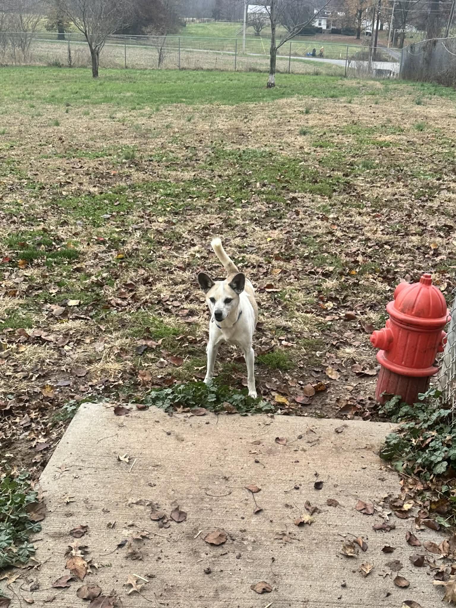 Enlarge valentine, a Adoptable Terrier in Fairfield, IL image 1/1
