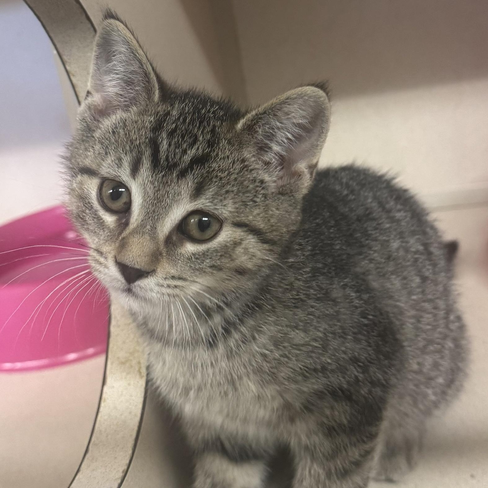 Roby, adopted, Kitten Male Tiger.