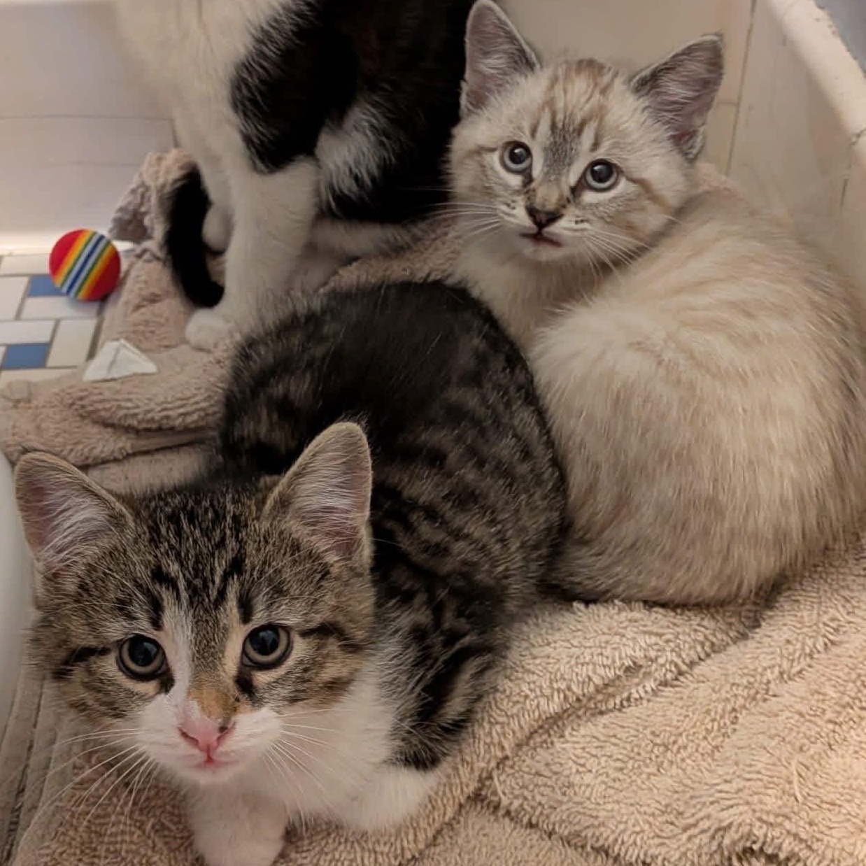 Tofu and Miso, ADOPTABLE, Kitten Male American Shorthair.