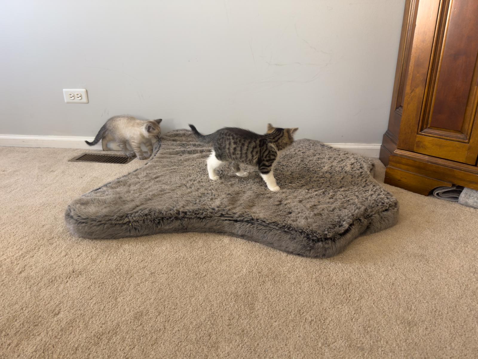 Enlarge Tofu and Miso, a ADOPTABLE American Shorthair in Wadsworth, IL image 4/6