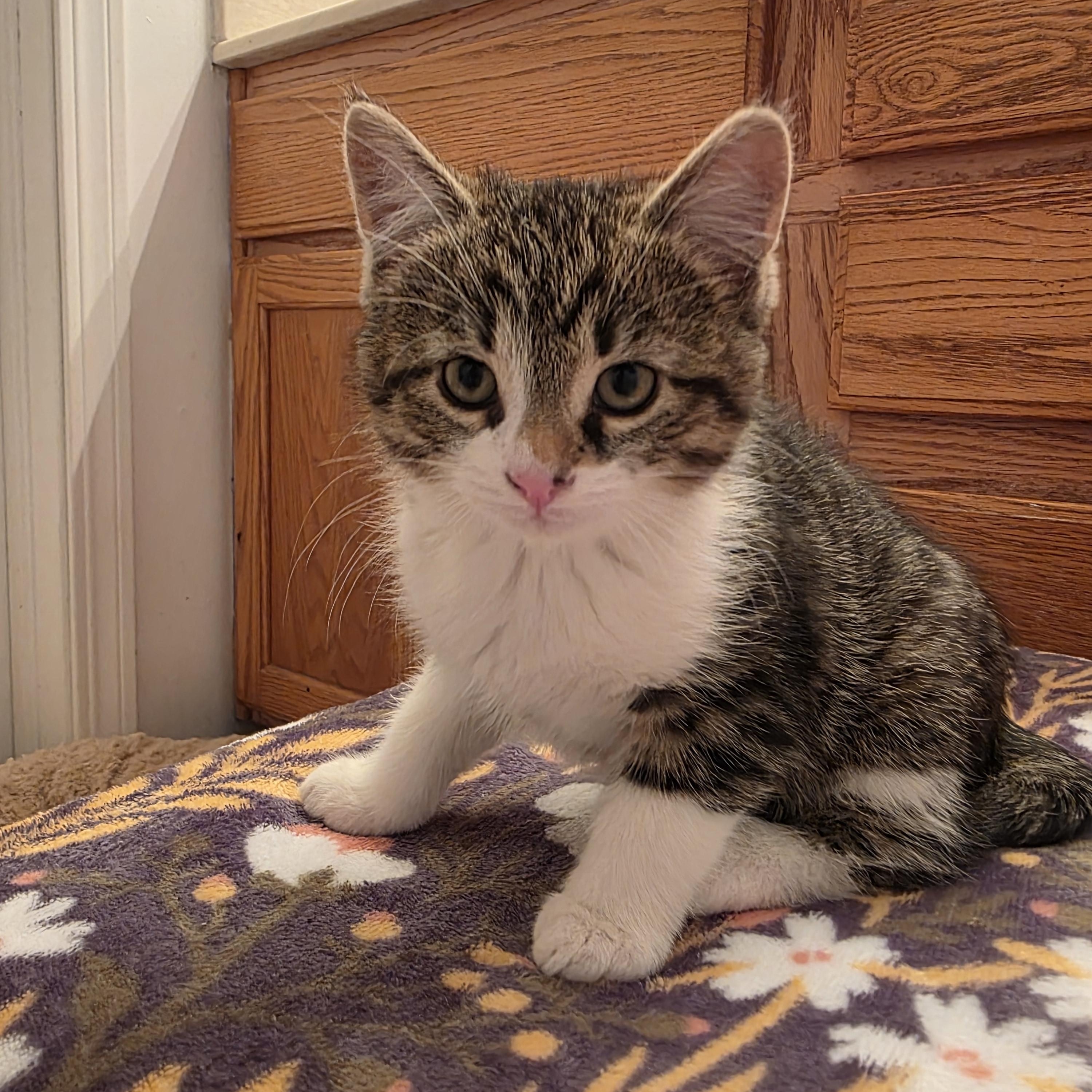 Enlarge Tofu and Miso, a ADOPTABLE American Shorthair in Wadsworth, IL image 5/6