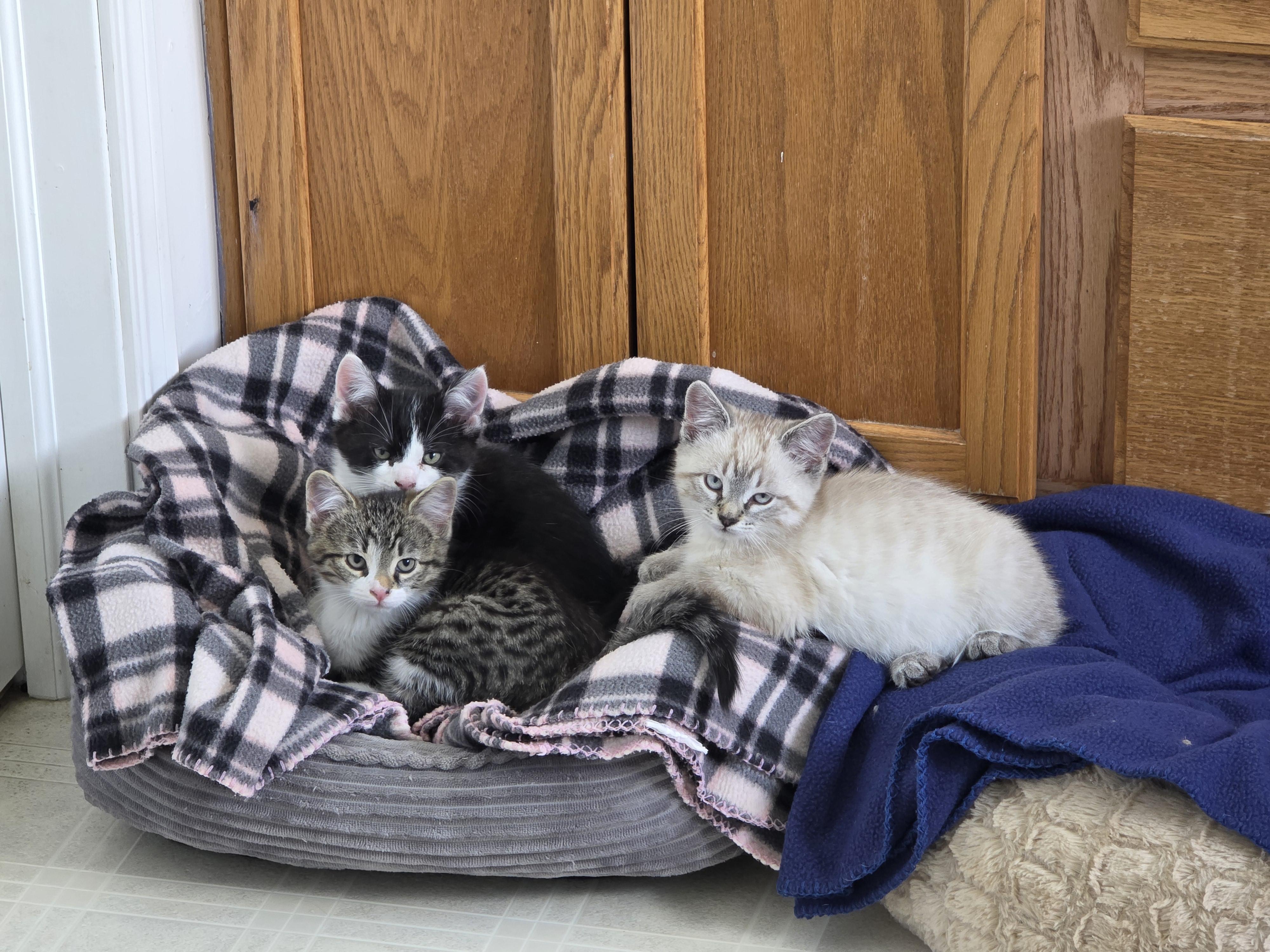Enlarge Tofu and Miso, a ADOPTABLE American Shorthair in Wadsworth, IL image 3/6