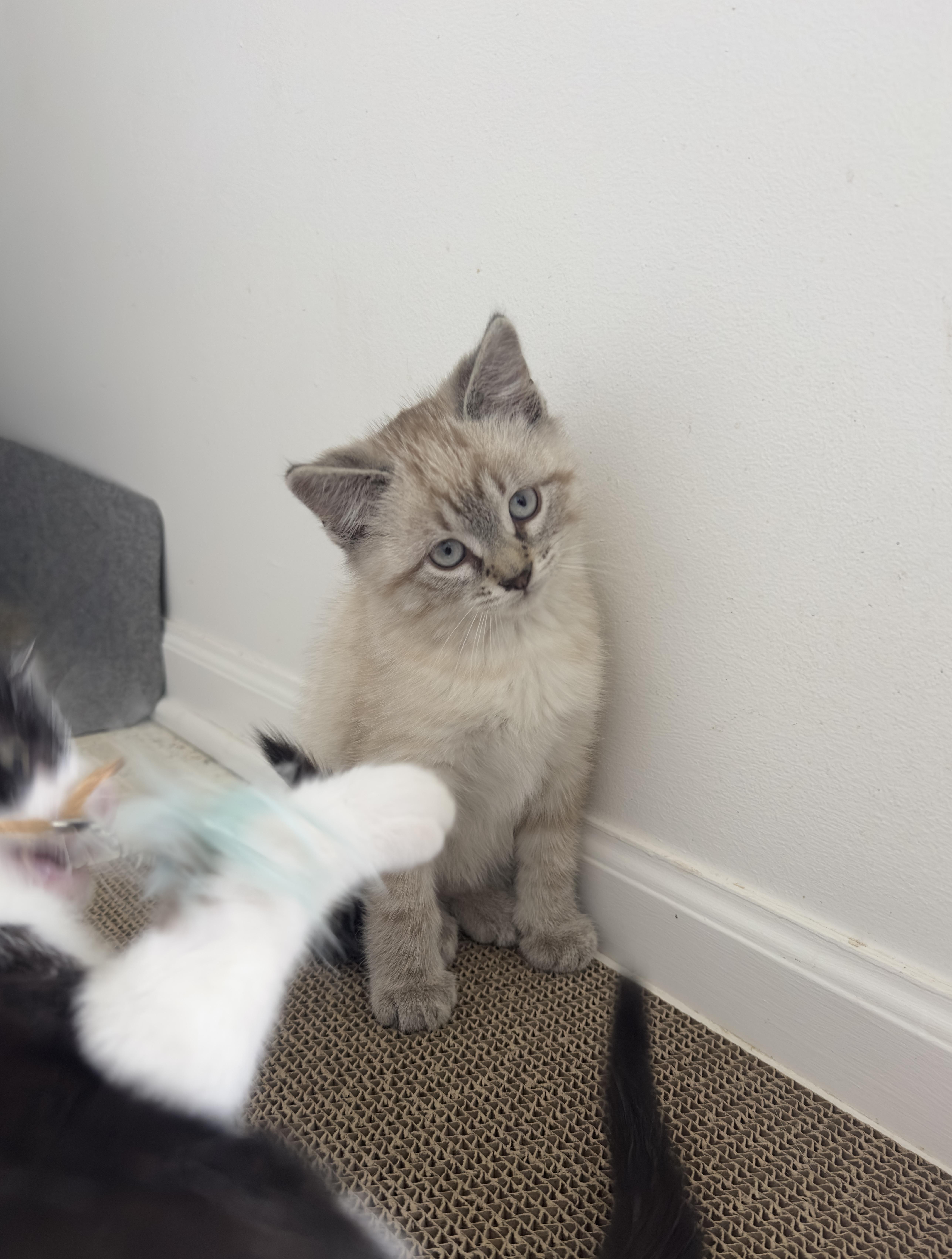 Enlarge Tofu and Miso, a ADOPTABLE American Shorthair in Wadsworth, IL image 2/6
